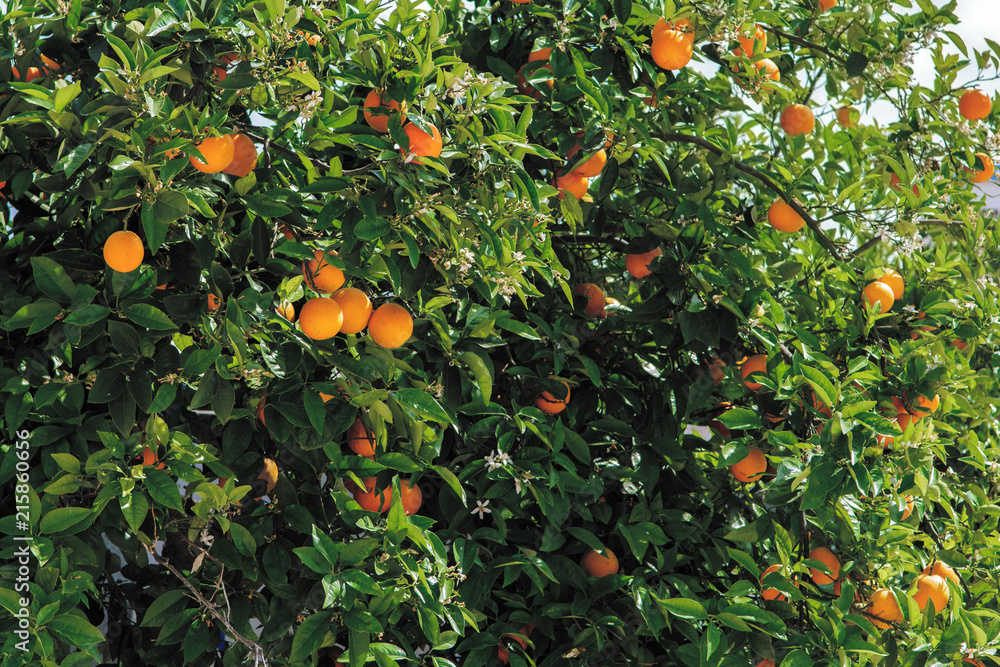 Pomarańcze na drzewie, drzewo pomarańczowe Pomarańcze na drzewie, drzewo pomarańczowe