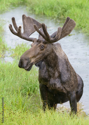 Shiras Moose of The Colorado Rocky Mountains. Bull Moose in the Rain