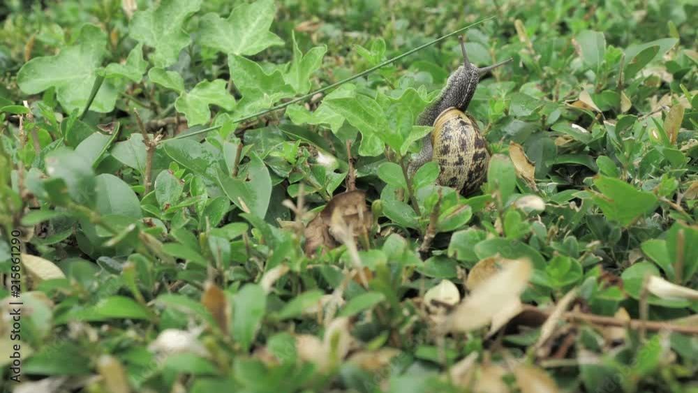 4 k snail in natural environment among the green leaves after rain, moving and sleeping 4 k snail in natural environment among the green leaves after rain, moving and sleeping