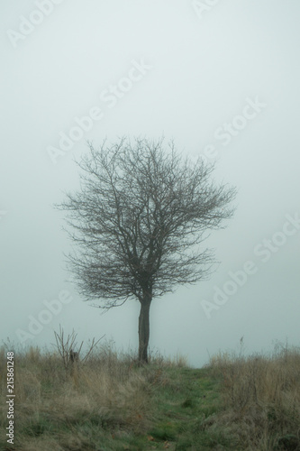 lonely tree