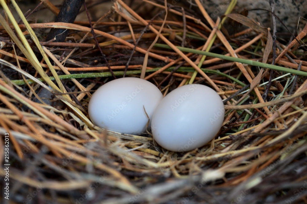 eggs in the nest
