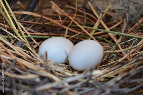 eggs in the nest 