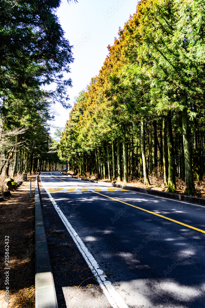 Obraz premium the forest of jeju