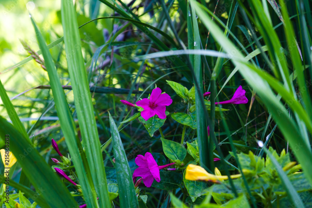 Fototapeta premium mirabilis jalapa in summer garden