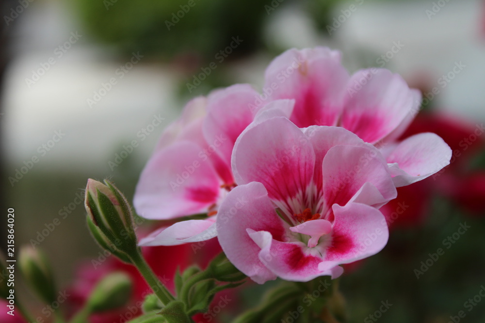 Naklejka premium Blume