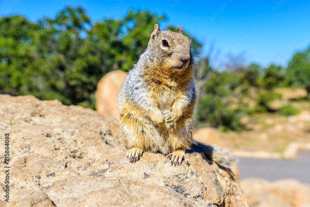 Kaibab squirrel at the Grand Canyon, in northern Arizona, USA Kaibab squirrel at the Grand Canyon, in northern Arizona, USA