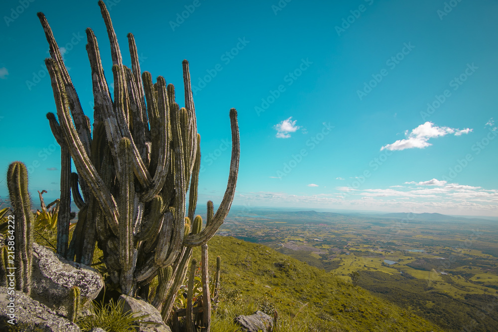 cactus in the horizon