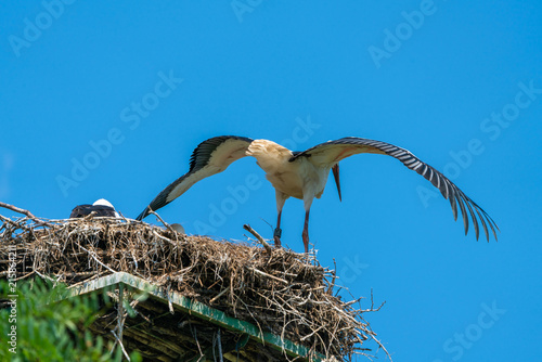 A white stork family  Ciconia ciconia  in a nest in Polish countryside - a young stork exercising its wings