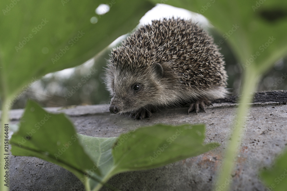 Obraz premium thorny riddle