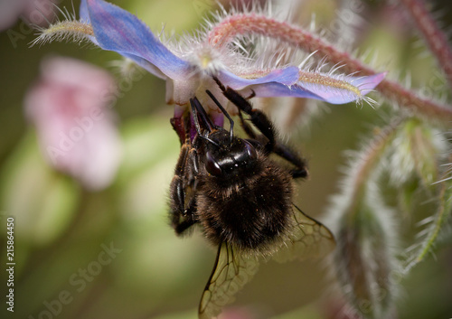 hummel nektarsuche photo