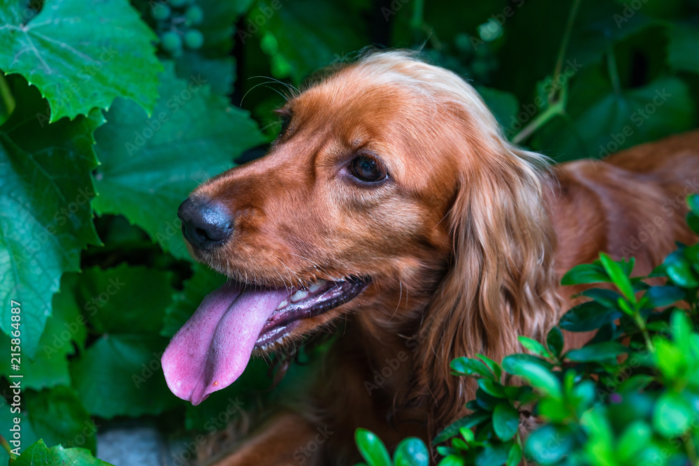 A brown cocker spaniel dog sitting in the bushes in the garden - selective focus A brown cocker spaniel dog sitting in the bushes in the garden - selective focus