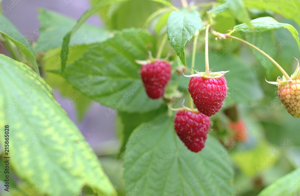 Gardening, cultivation and care of fruit concept: close-up of fresh ripe first raspberries in the garden. Gardening, cultivation and care of fruit concept: close-up of fresh ripe first raspberries in the garden.
