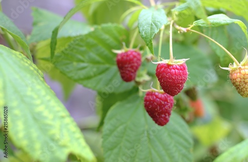 Gardening, cultivation and care of fruit concept: close-up of fresh ripe first raspberries in the garden.