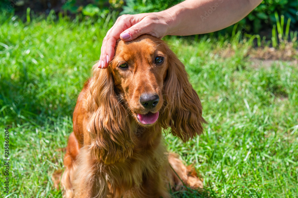 Female hand stroking a brown cocker spaniel dog in the garden - selective focus