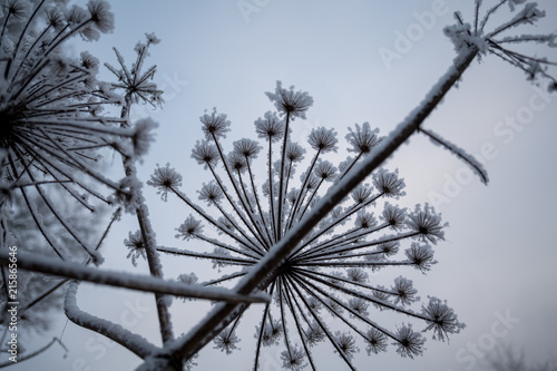 Frosty plants in snowy