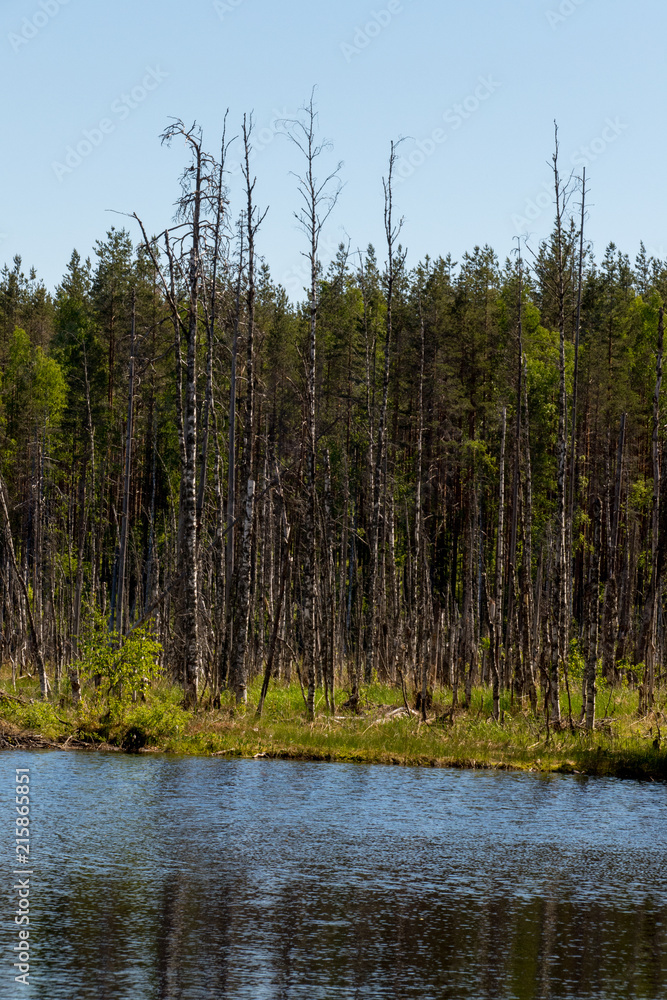 Obraz premium Trees on shore