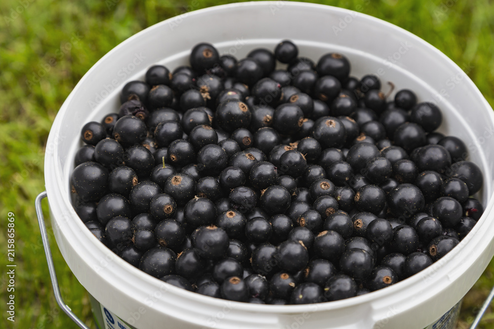 A lot of black currant in the Cup A lot of black currant in the Cup