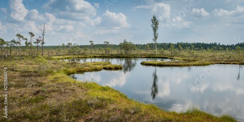 Lonely birch among the bog. Panoramic bog landscape with lake in sunny summer day. Ingatsi study trail. Soomaa National Park. Estonia. Baltic. © Regina