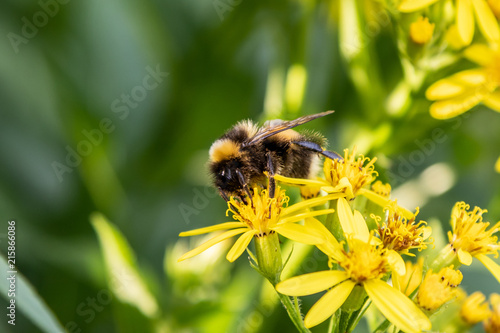 A bumblebee (Bombus)