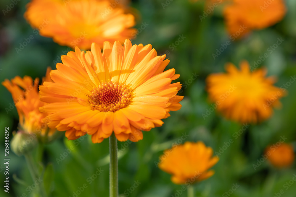 Pot marigold (Calendula officinalis) Pot marigold (Calendula officinalis)