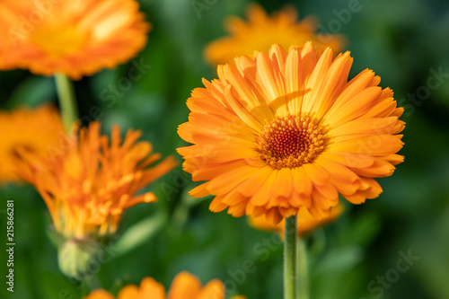 Pot marigold  Calendula officinalis 