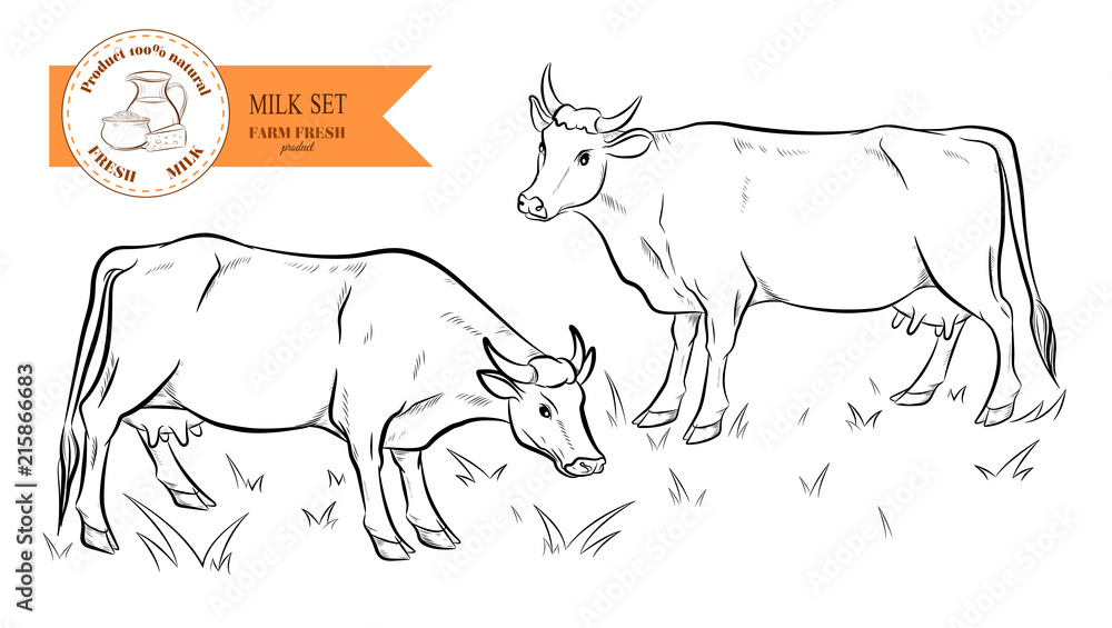 Cows. Hand drawn sketch. Vector illustration Cows. Hand drawn sketch. Vector illustration