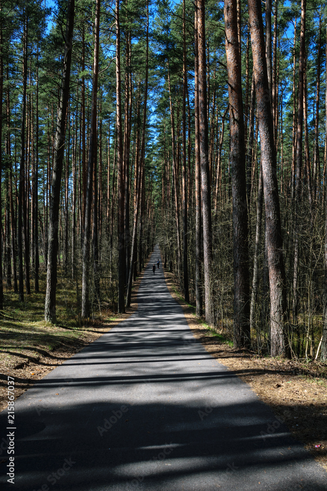 Fototapeta premium tree trunk textured background pattern
