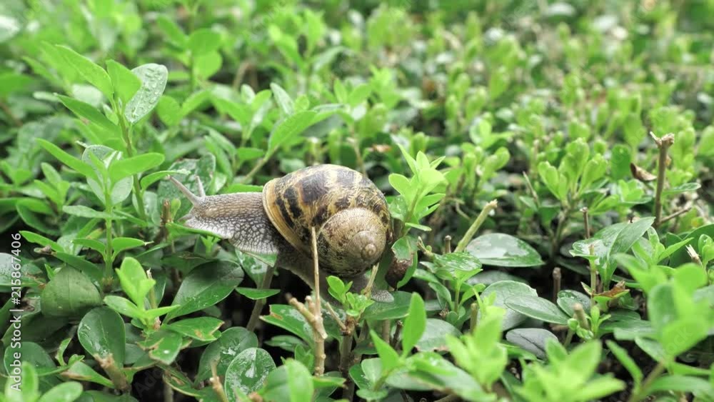 4 k snail in natural environment among the green leaves after rain, moving and sleeping 4 k snail in natural environment among the green leaves after rain, moving and sleeping