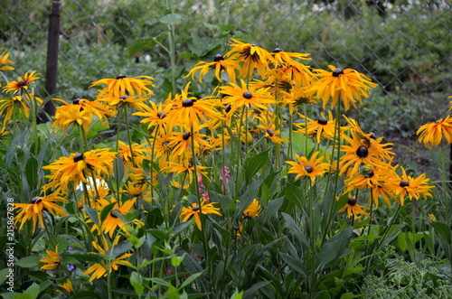 Photography Flowers of rudbeckia are perennial.