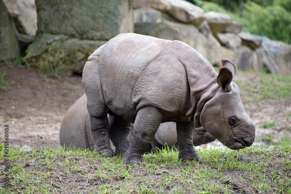 Fototapeta premium małe nosorożce