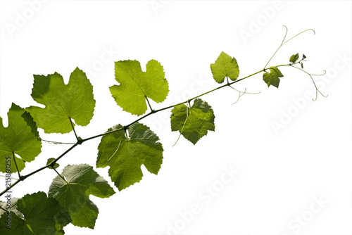 Grape vine, brightly litby the sun, isolated on a white background.