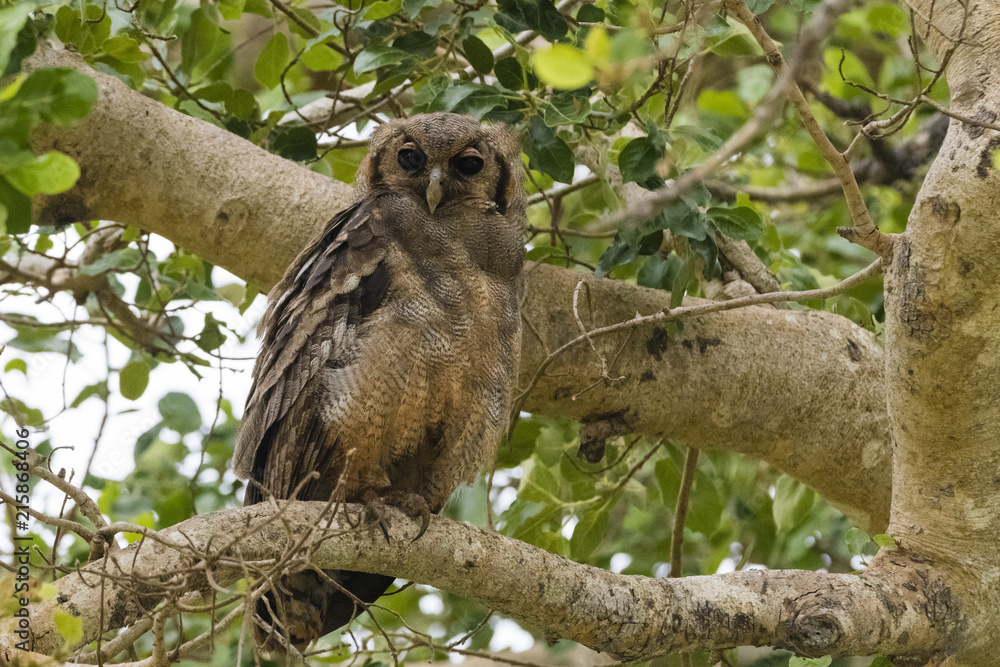 A Verreaux's eagle-owl (Bubo lacteus), perching on a tree, Tsavo, Kenya A Verreaux's eagle-owl (Bubo lacteus), perching on a tree, Tsavo, Kenya