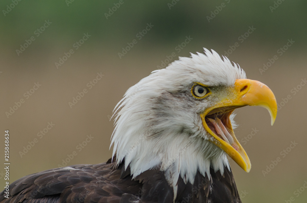 bald eagle head shpt close up 