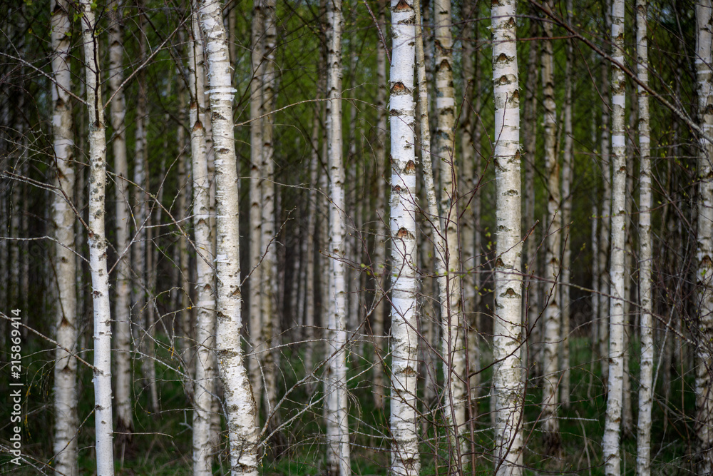 Fototapeta premium birch tree trunk textured background pattern