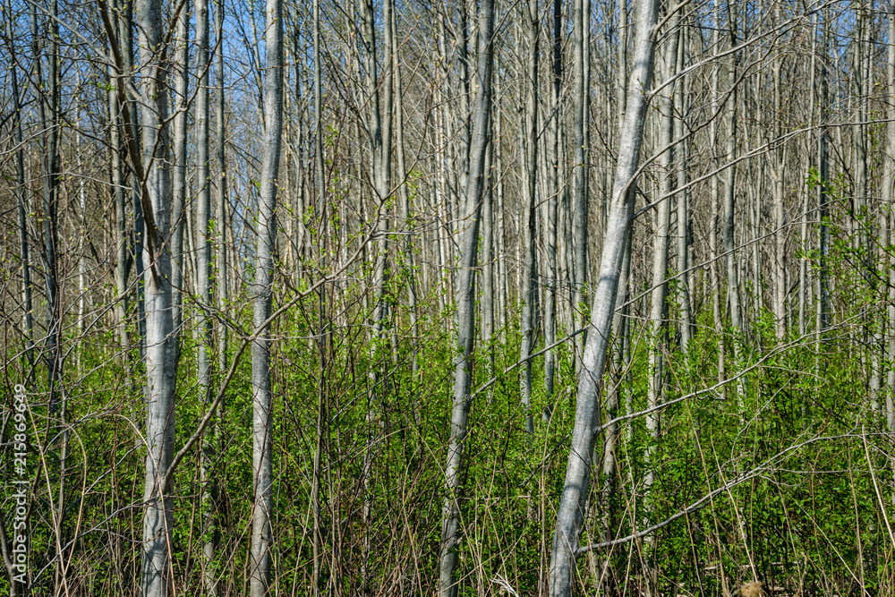 birch tree trunk textured background pattern birch tree trunk textured background pattern