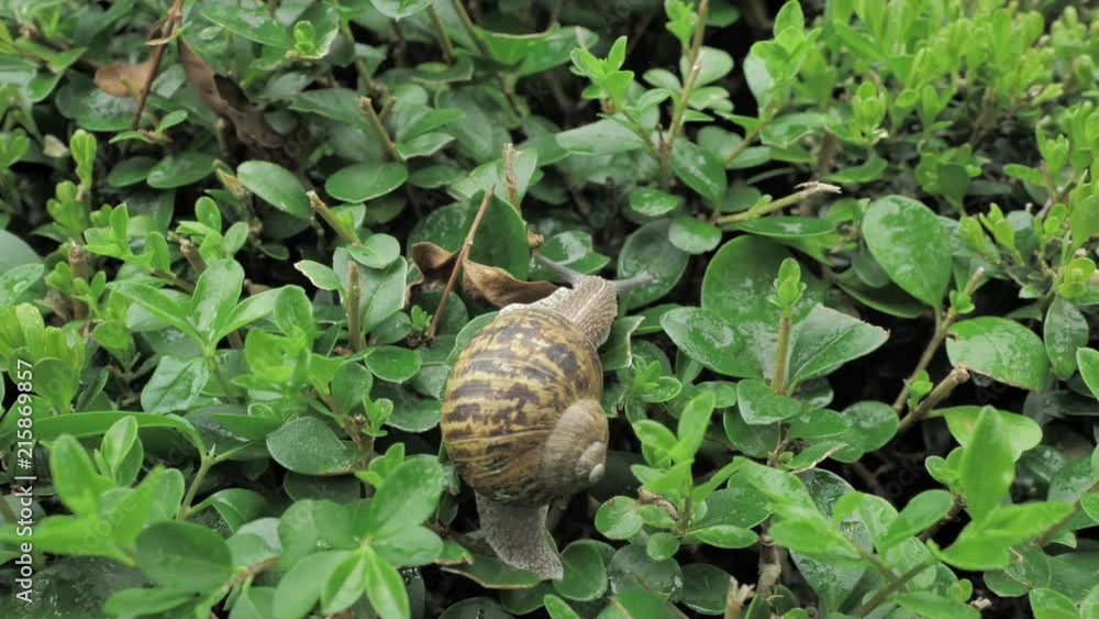 4 k snail in natural environment among the green leaves after rain, moving and sleeping 4 k snail in natural environment among the green leaves after rain, moving and sleeping
