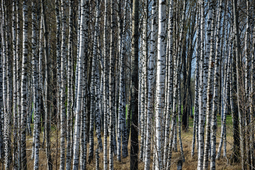 Fototapeta Naklejka Na Ścianę i Meble -  birch tree trunk textured background pattern