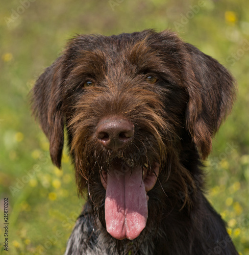Portrait of a German wirehaired pointer.