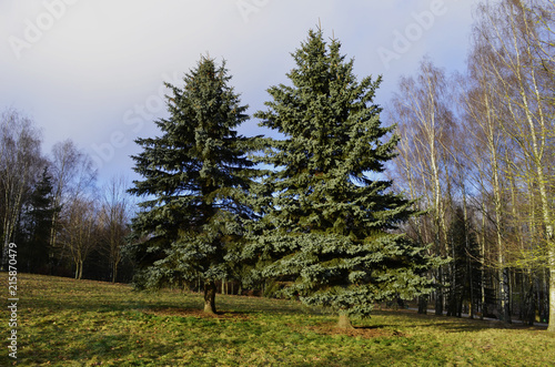 two fir trees standing near the forest under the sun's rays