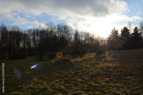 dawn in the forest, the sun makes its way through coniferous trees, the ray of the sun illuminates a clearing in the forest