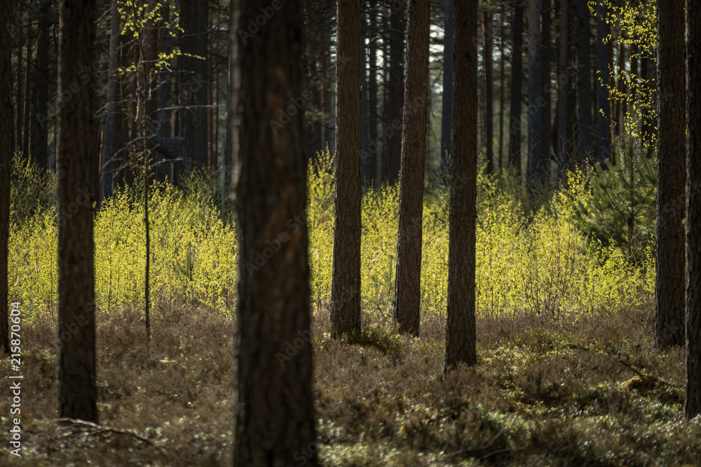 tree trunk textured background pattern