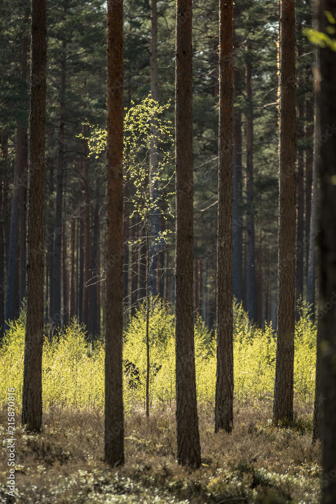 Fototapeta premium tree trunk textured background pattern