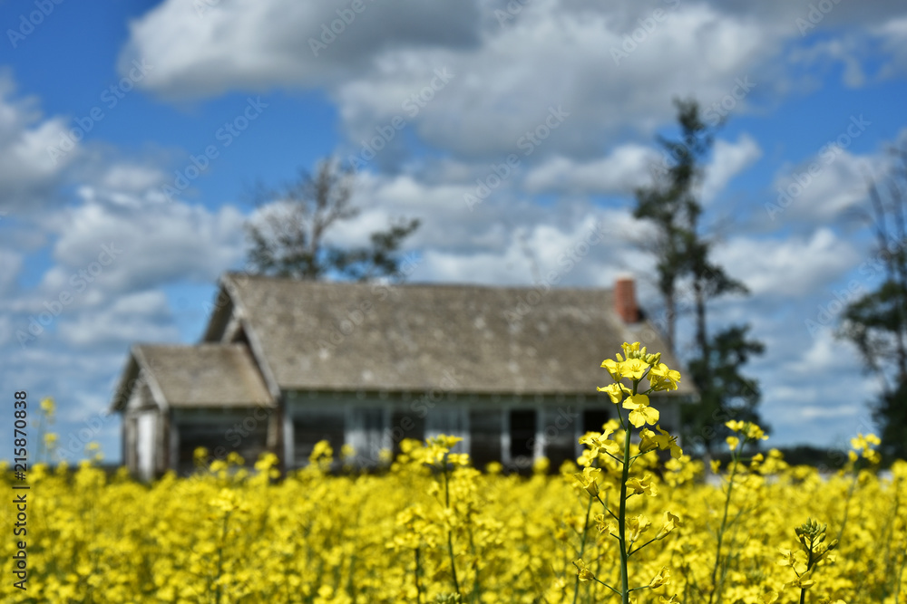 Abandoned Farmhouse in a Canola Field 