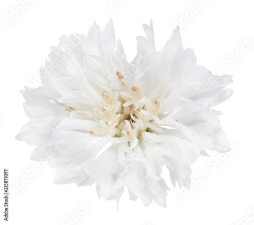 pure white cornflower single bloom