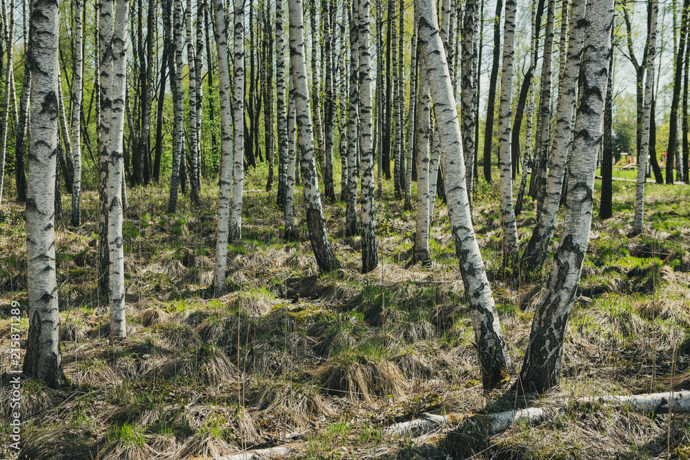 Naklejka premium birch tree trunk textured background pattern