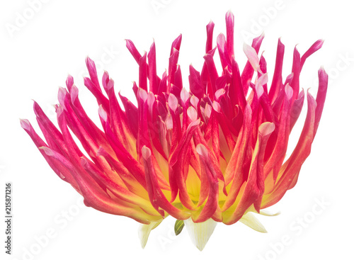 Fototapeta Naklejka Na Ścianę i Meble -  bright red adn yellow dahlia bloom isolated on white