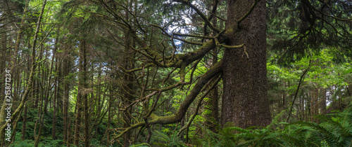 Panoramic view of trees and underbrush in Oregon's coastal rainforest. © kenkistler1