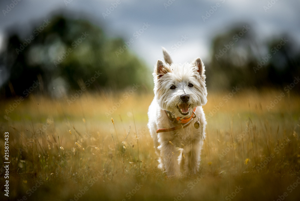 The West Highland Terrier - obrazy, fototapety, plakaty 