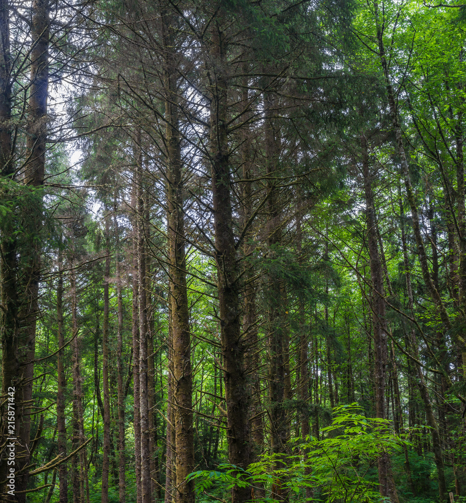 Tall forest trees covered in bark and moss lead up to a green canopy. Tall forest trees covered in bark and moss lead up to a green canopy.
