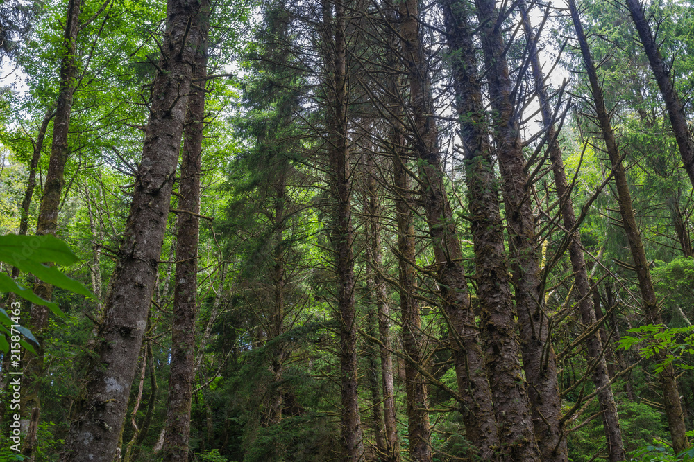 Naklejka premium Light from above filters down through forest canopy to the forest floor beneath.